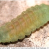 callophrys rubi larva4 rost